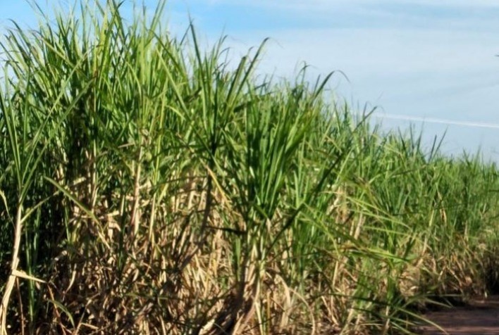 Coplacampo 2022 terá tecnologias de ponta para culturas de soja, milho e cana-de-açúcar