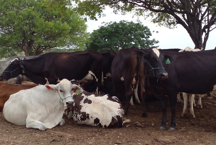 Instituto Luiz Girão estende projeto de financiamento de novilhas pelo segundo ano