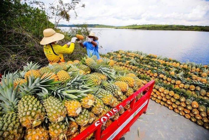Equador exporta 2.449 mil caixas de abacaxi para 18 destinos em 2021