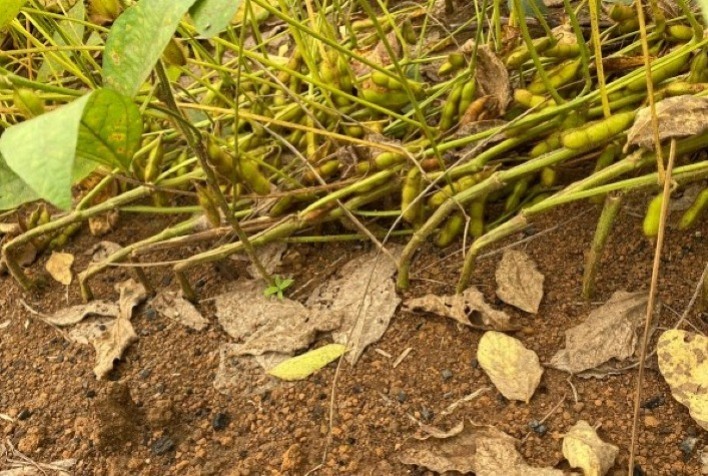 Embrapa define metodologia de coleta e faz pesquisa sobre quebramento da haste da soja