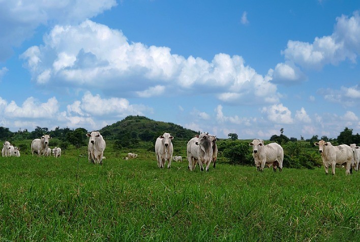 Uso de aditivo 100% natural mitigou mais de 775 mil toneladas de CO2 equivalente