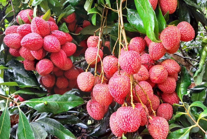 Cinco frutas produzidas no Paraná conquistam certificação internacional para exportação