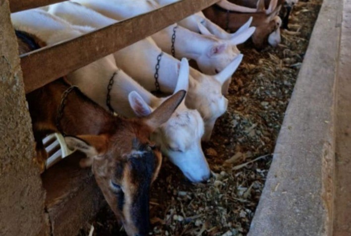 Pesquisadores desenvolvem protocolo para tratar pseudogestação em cabras e ovelhas