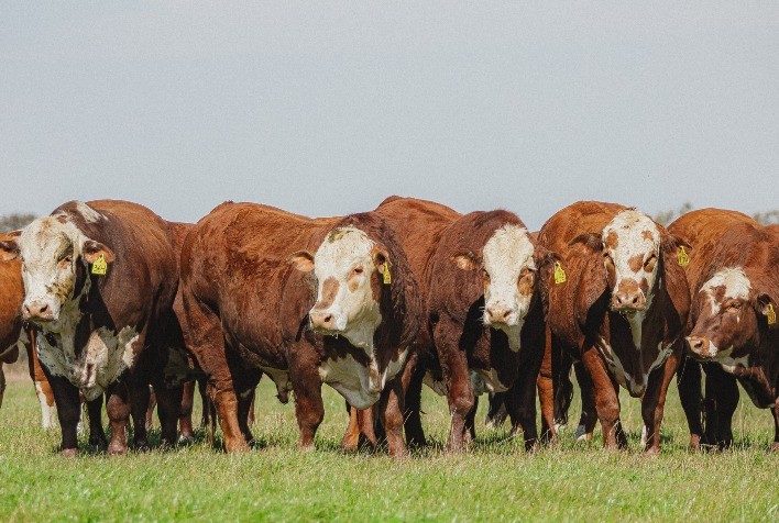 Crescimento do mercado de Inseminação Artificial reforça a importância da genética