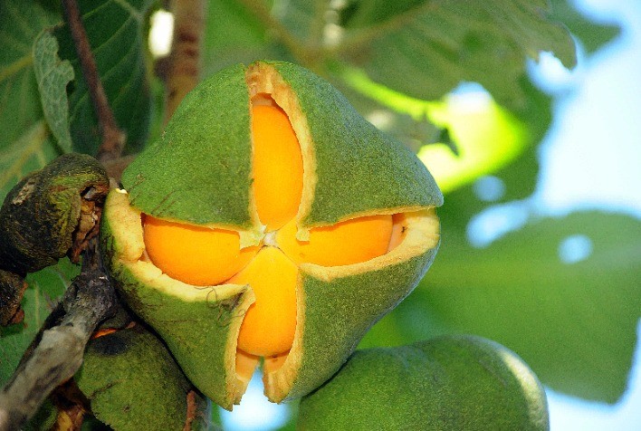 Boletim da Conab que avalia safra de produtos da sociobiodiversidade agora é trimestral