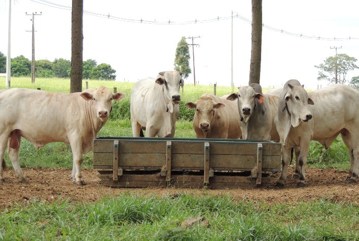 Orientações sobre uso de produtos veterinários organizadas em SP viram referência para o MT