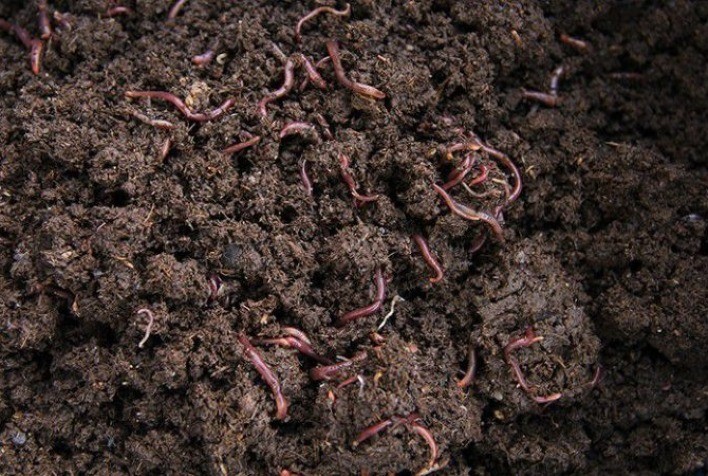 Minhocas podem substituir fertilizantes