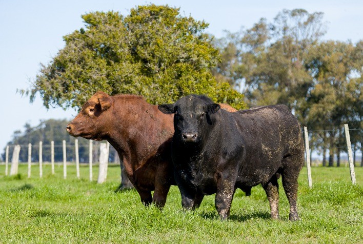 Brasil amplia consumo de sêmen Angus produzido no país