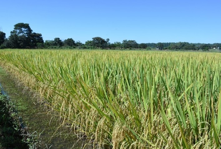 Embrapa lança cultivar de arroz irrigado para o Sistema de Produção Clearfield