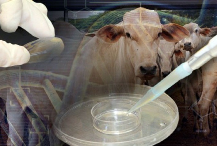 IZ realiza estudos com terapia de células-tronco em búfalas