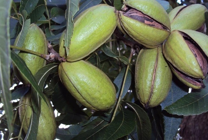 Divinut leva para a Expodireto a noz-pecã como alternativa de renda e diversificação no campo