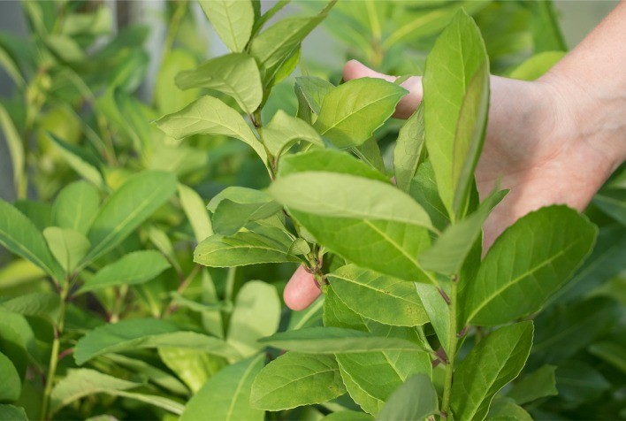Pesquisadoras brasileiras criam herbicida natural com folhas de erva-mate