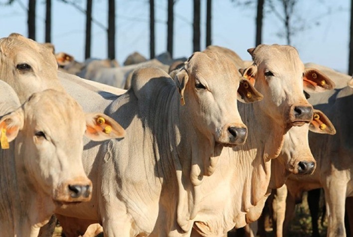 Pecuária brasileira pode perder até US$ 14 milhões por mês com suspensão russa