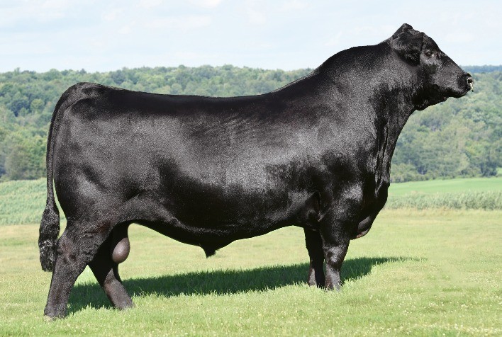 CB Genetics ofertará sêmen e embriões Angus em Leilão Outono