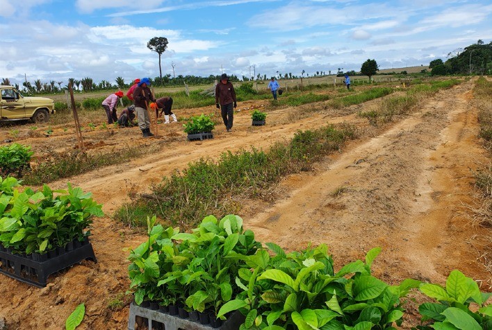 Embrapa implanta Unidades Experimentais do projeto Rede Café em Rondônia