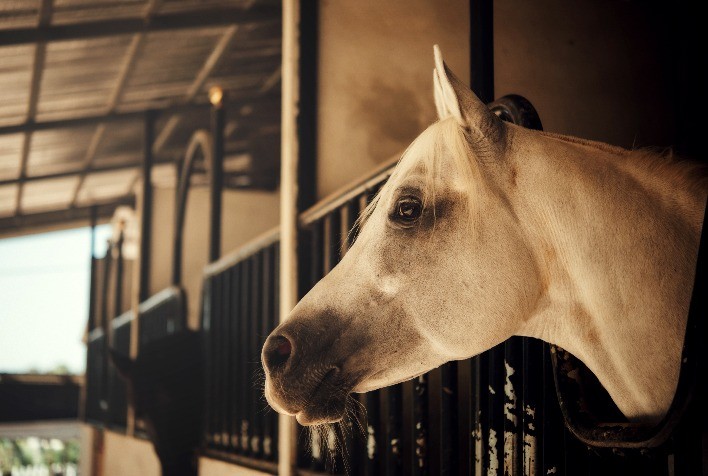 Tétano em cavalos: por que o tratamento correto é fundamental?
