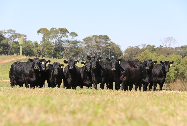 Leilão Outono, da CB Genetics, faz oferta selecionada de sêmen e embriões Angus, Brahman, Nelore, Brangus e Simental