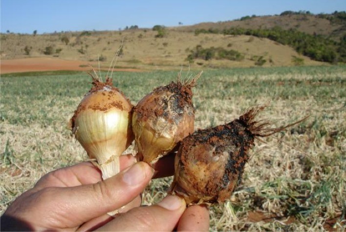 Novas pesquisas dão continuidade às ações contra a podridão branca em alho e cebola