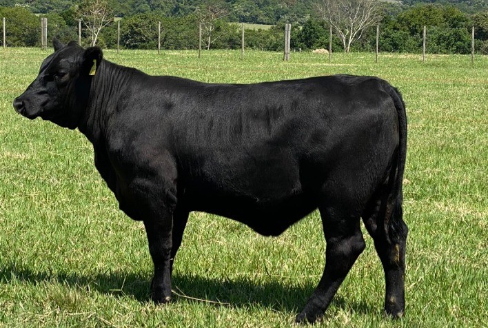 Cabanha 4 Linhas fará oferta de fêmeas Angus, Brangus e Ultrablack de ponta