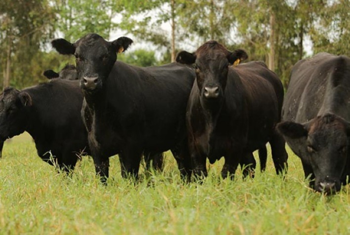 Parceria entre IZ e criador de Angus auxilia na identificação de genes relacionados à resistência à babesiose bovina