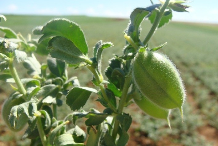 Embrapa abre processo de oferta pública para produtores de sementes de grão-de-bico