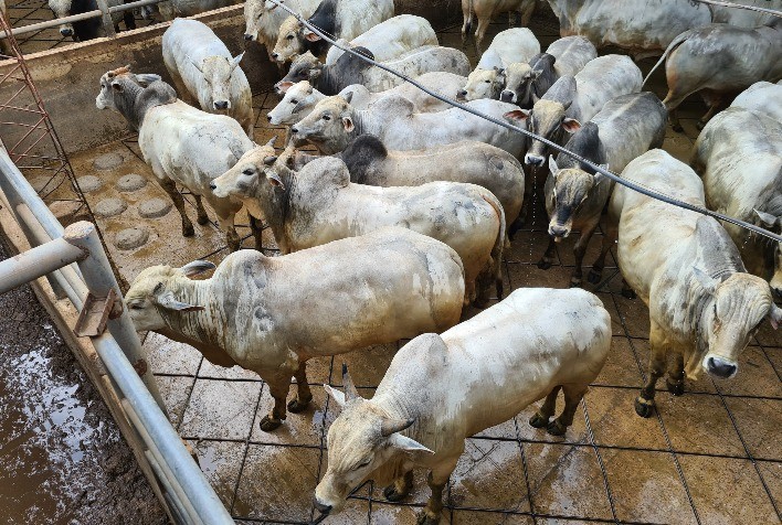 Etapa do Circuito Nelore de Qualidade na Bolívia avalia mais de 330 animais