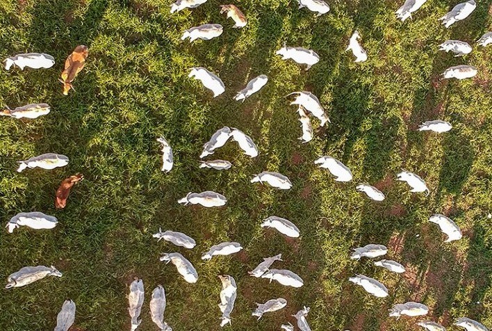 Intensificação da produção com pastejo rotacionado