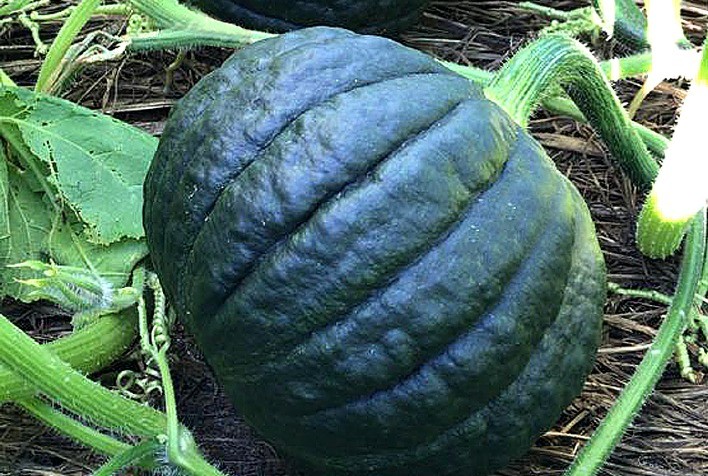 Takayama: abóbora japonesa está no mercado há anos e é sucesso entre produtores e consumidores