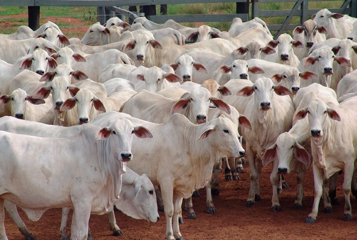 Governo de Rondônia atende ao setor pecuário e baixa a pauta fiscal do ICMS