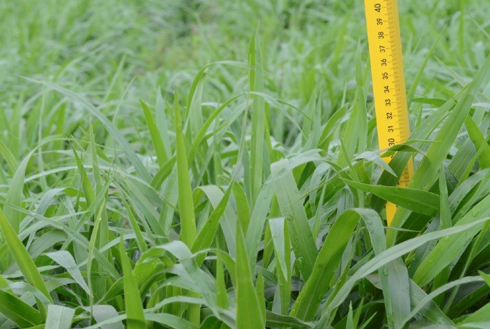 Brachiaria híbrida cv. Mulato II: veja os questionamentos mais comuns