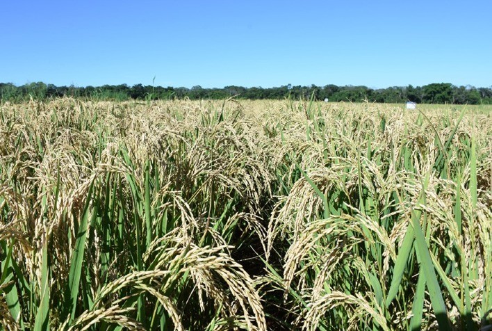 Arroz de terras altas é usado para diversificar produção de grãos no Cerrado