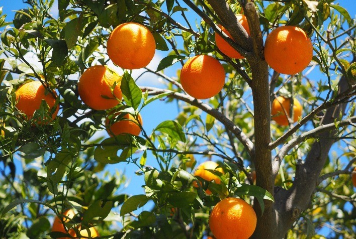Laranja Valência, da Califórnia, pode ter queda em 2022