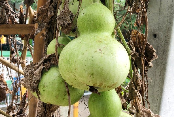 Porongo Campero, conheça o fruto que dá origem às cuias de chimarrão e instrumentos musicais