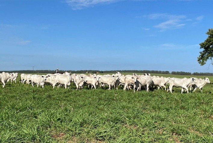 Seleção CV Nelore Mocho oferece fêmeas prenhes com negociação direto na fazenda