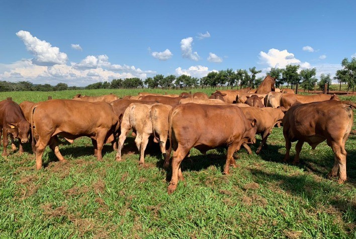 Com ferramentas de seleção e suporte profissional, Montana MF produz touros de genética diferenciada