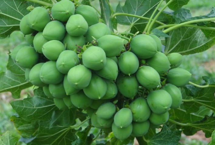 Pinhão-manso mostra potencial para controlar o pulgão-verde, praga de dezenas de culturas