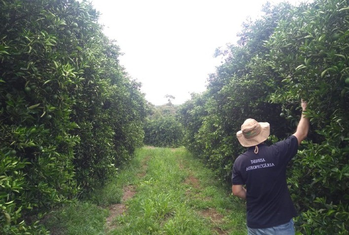 Drones são utilizados pela Secretaria para o monitoramento de pragas de citros