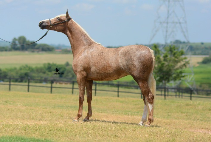 7º Leilão Tarlim Mangalarga movimenta R$ 4,6 milhões
