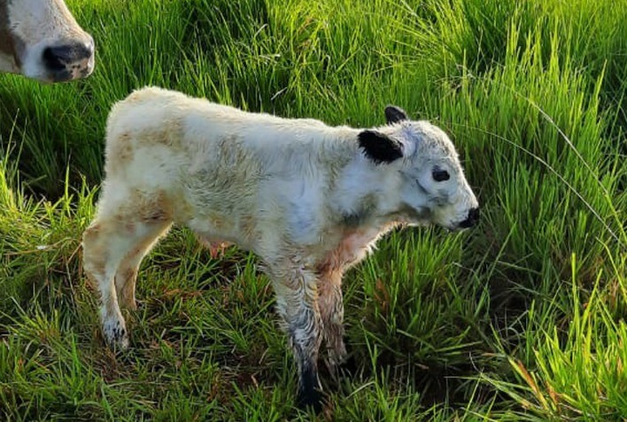 Brasil tem primeiros nascimentos de animais da raça Speckle Park