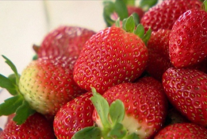 Rede Morangos do Brasil será lançada nesta terça, 29