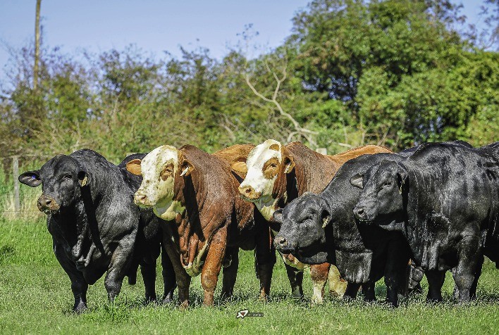 Semex Brasil reúne especialistas em evento exclusivo destinado à pecuária de corte na Central Tairana