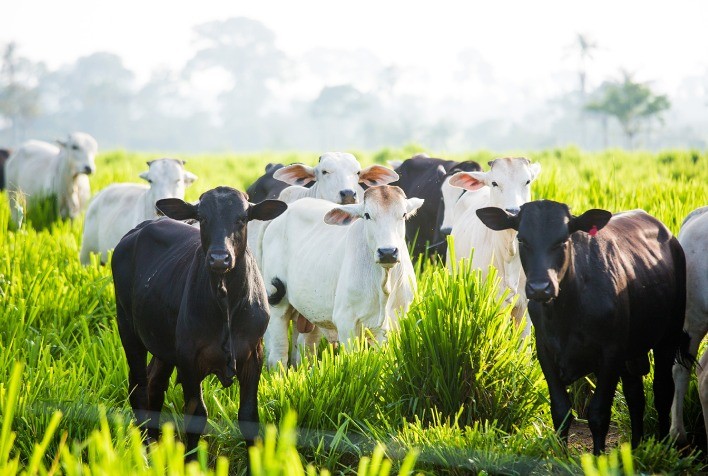 Boi: Poder de compra de pecuarista que faz recria-engorda melhora em março
