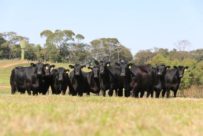 Casa Branca e parceiros faturam R$ 1,45 milhão em leilão virtual