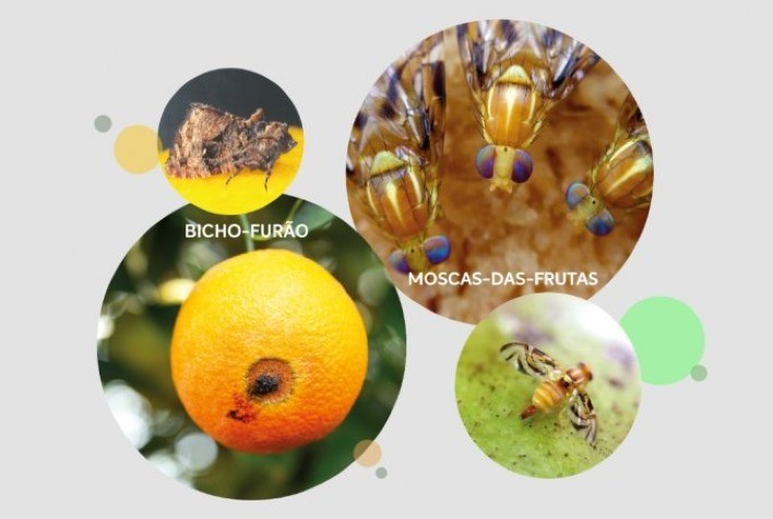 Meses de março e abril são favoráveis para bicho-furão e moscas-das-frutas