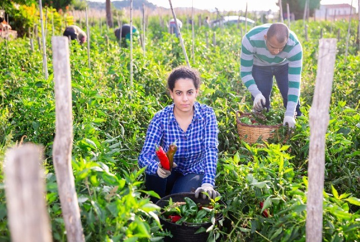 Projeto ajuda a certificar pequenos produtores de SP no mercado de orgânicos