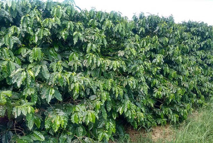 Pesquisa busca genes de resistência à "ferrugem do cafeeiro".
