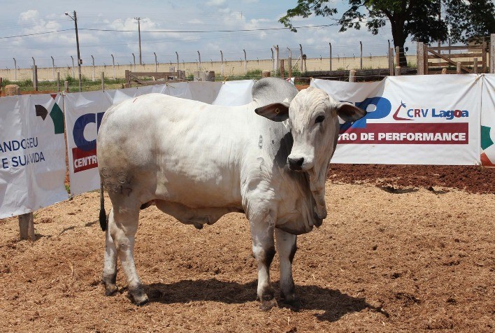 Com embriões, pecuária encurta salto geracional dos rebanhos e aumenta produtividade