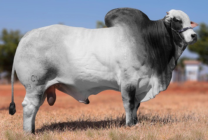 Touros jovens da marca CV conquistam o topo do ranking do teste de desempenho da Embrapa Cerrados/AGCZ