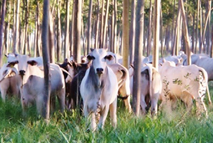 Embrapa vai discutir a descarbonização da pecuária em evento em SP