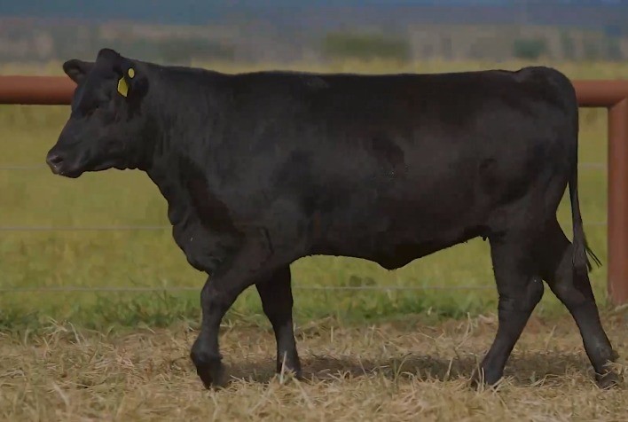 VPJ inova e abre o ano valorizando fêmeas rústicas